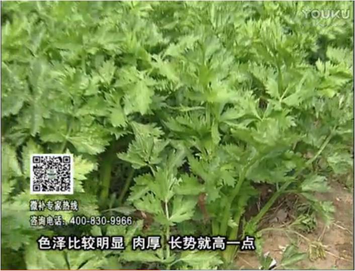 20170109珠江臺搖錢(qián)樹(shù)：葉菜如何種？長(cháng)勢好又高產(chǎn)！