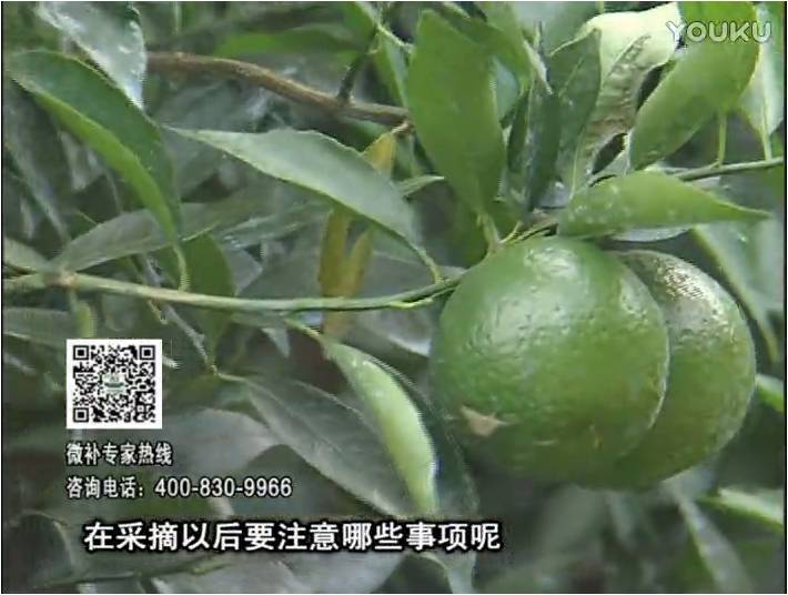 20170109珠江臺搖錢(qián)樹(shù)：新會(huì )柑用微補方案，保樹(shù)好，果品質(zhì)高，年年有收獲