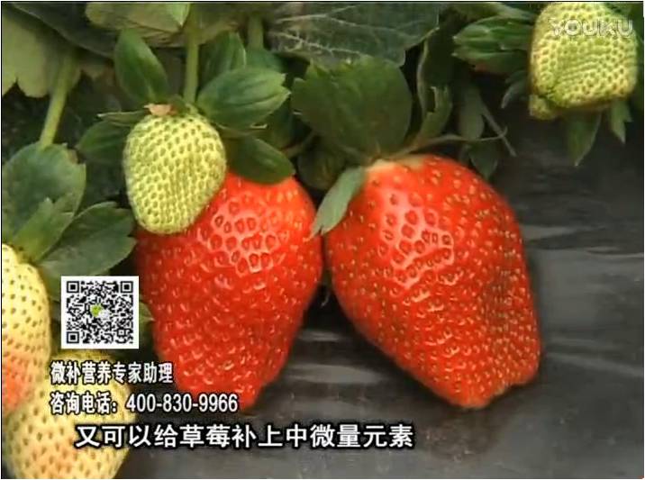 20170123珠江臺搖錢(qián)樹(shù)：草莓用微補方案，促根苗壯、開(kāi)花坐果好