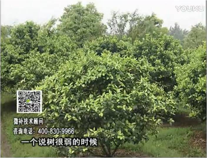 20170206珠江臺搖錢(qián)樹(shù)：柑橘用微補方案，壯樹(shù)促花壯花好