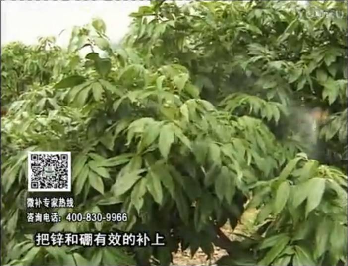 20170213珠江臺搖錢(qián)樹(shù)：荔枝噴施微補花力+硼力，補充鋅硼健壯來(lái)花