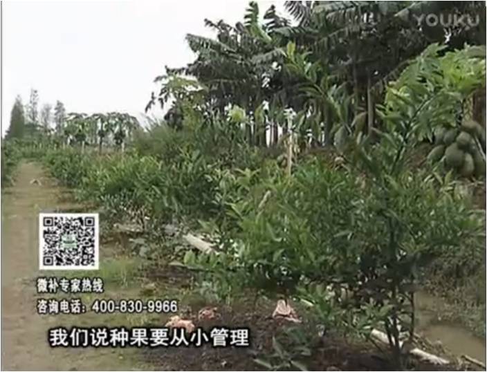 20170213珠江臺搖錢(qián)樹(shù)：柑橘小樹(shù)用微補方案，促根保樹(shù)好