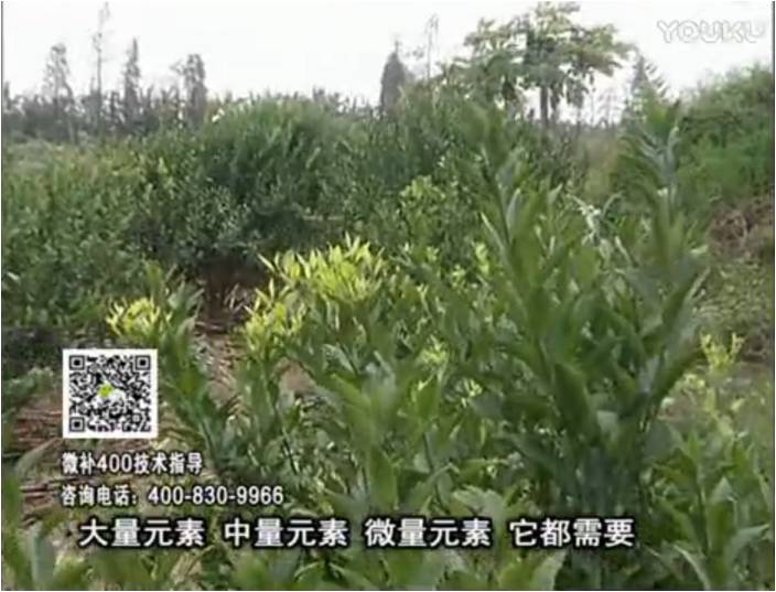 珠江臺搖錢(qián)樹(shù)：柑橘?lài)娛┪⒀a花力+硼力，補充鋅硼健壯來(lái)花，利坐果