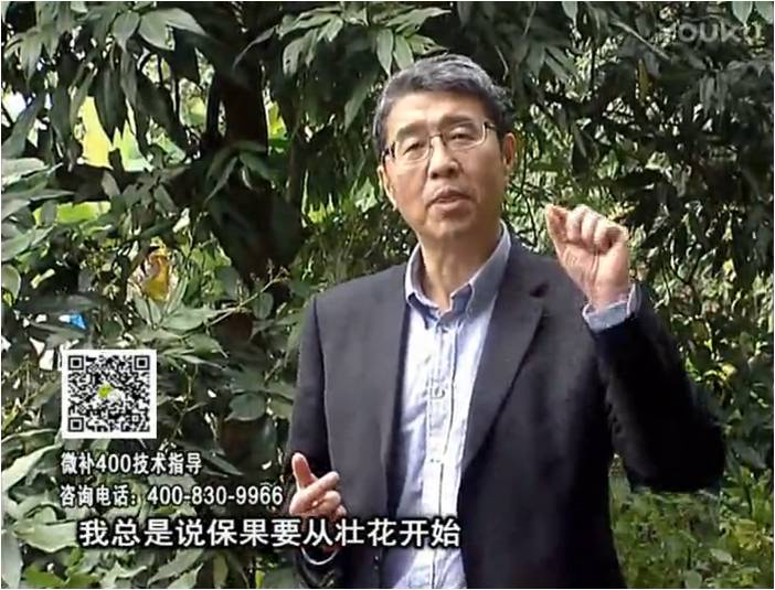 珠江臺搖錢(qián)樹(shù)：荔枝來(lái)花少更要做好壯花，提高坐果，葉噴微補花力+硼力，補鋅