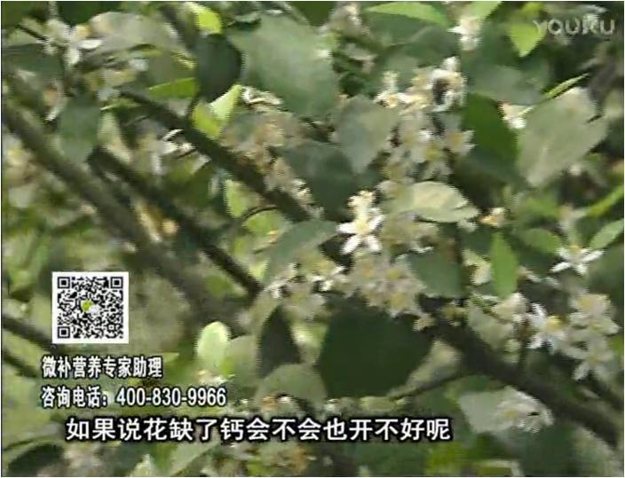 珠江臺搖錢(qián)樹(shù)：柑橘淋微補根力鈣+精力，促根壯春梢，花壯利坐果