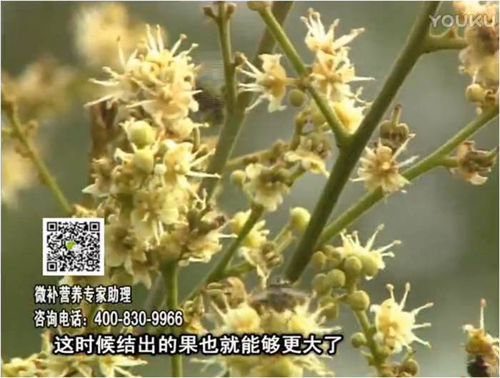 珠江臺搖錢(qián)樹(shù)：龍眼淋沖微補根力鈣+沖力鎂，促根保樹(shù)