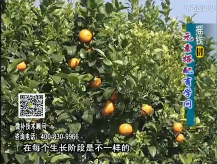 20170306珠江臺搖錢(qián)樹(shù)：柑橘淋沖微補方案，針對不同需求正確補充元素，平衡營(yíng)養健壯長(cháng)