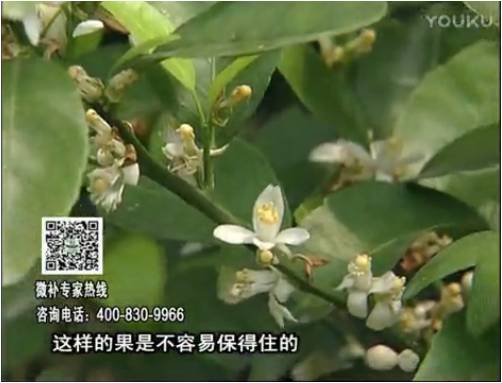 20170313珠江臺搖錢(qián)樹(shù)：柑橘淋沖微補根力鈣+精力，噴微補花力+硼力，來(lái)花健壯，預防減少弱花畸形花