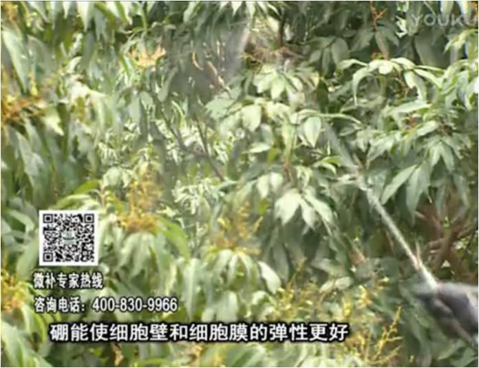 20170313珠江臺搖錢(qián)樹(shù)：荔枝噴微補果力+硼力，保果好