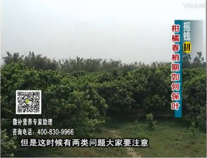 20170327珠江臺搖錢(qián)樹(shù)：柑橘預防春梢不轉綠，撒微補倍力、淋沖力鎂