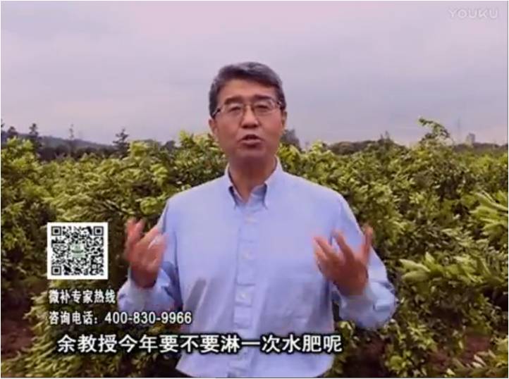 20170424珠江臺搖錢(qián)樹(shù)：柑橘樹(shù)弱保果難度大，淋沖微補根力鈣+精力+精華粉，保樹(shù)保果好