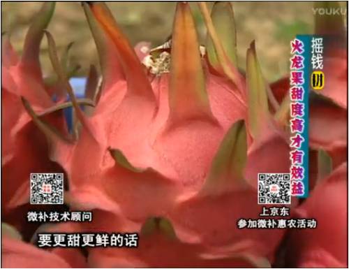 20170417珠江臺搖錢(qián)樹(shù)：火龍果用微補方案，開(kāi)花坐果好，提高品質(zhì)
