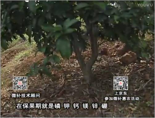 20170417珠江臺搖錢(qián)樹(shù)：柑橘?lài)娛┪⒀a果力+硼力+精華粉，保果好，果青綠