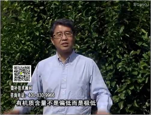 20170327珠江臺搖錢(qián)樹(shù)：撒施因迪樂(lè )有機肥、用因迪樂(lè )有機精華粉，調酸增加果地有機質(zhì)
