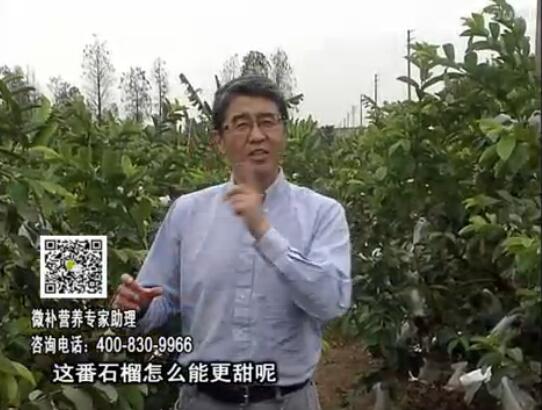 20170327珠江臺搖錢(qián)樹(shù)：番石榴噴施微補果力+壯力，補充磷鉀鈣鎂等，促進(jìn)果甜品質(zhì)高