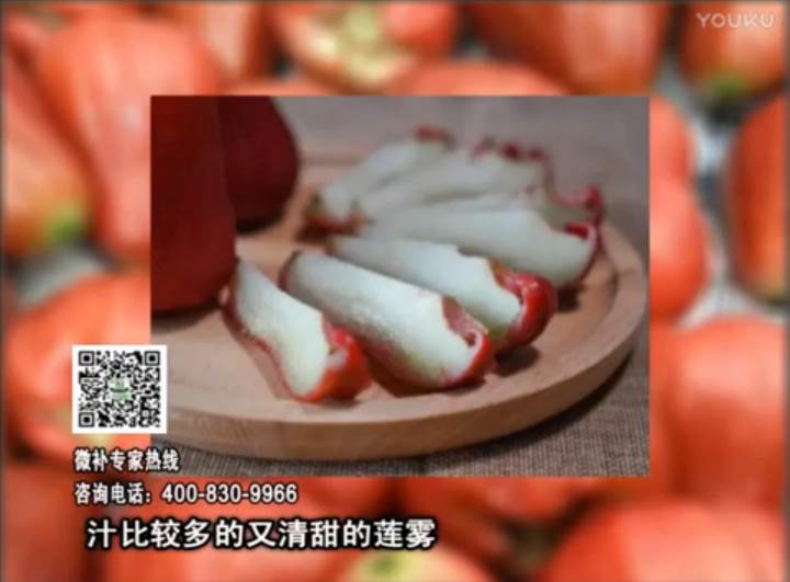 20170424珠江臺搖錢(qián)樹(shù)：蓮霧淋沖微補水肥，壯長(cháng)、提高果實(shí)品質(zhì)賣(mài)價(jià)