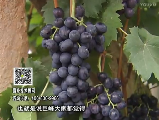 20170501珠江臺搖錢(qián)樹(shù)：葡萄用微補方案，品質(zhì)高，賣(mài)價(jià)好