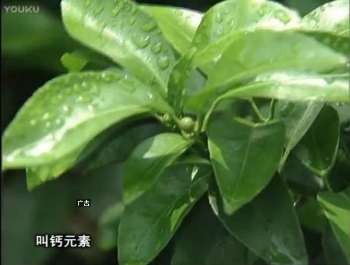 20170508珠江臺搖錢(qián)樹(shù)：柑橘澆施微補根力鈣，補鈣，促根健壯長(cháng)勢
