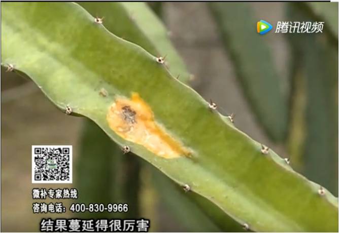 20170522珠江臺搖錢(qián)樹(shù)：火龍果爛葉病多怎么辦？