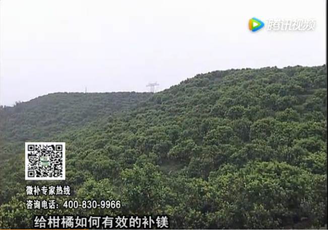 20170522珠江臺搖錢(qián)樹(shù)：柑橘落果黃葉是缺鎂？