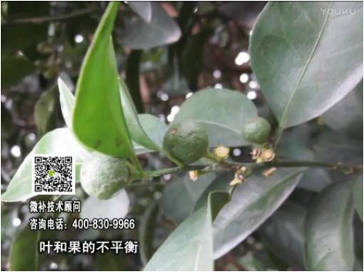 20170501珠江臺搖錢(qián)樹(shù)：柑橘?lài)娛┪⒀a果力+碧力、淋根力鈣+沖力鎂，穩果少落果，促根壯長(cháng)勢