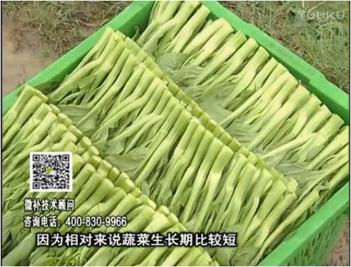 20170306珠江臺搖錢(qián)樹(shù)：蔬菜澆施微補根力鈣+精力，提高蔬菜長(cháng)勢，減少病害，提高收益