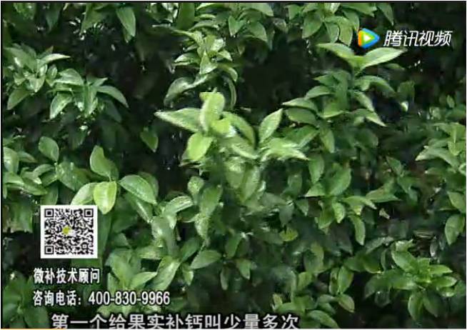 20170605珠江臺搖錢(qián)樹(shù)：柑橘果實(shí)補鈣如何做？