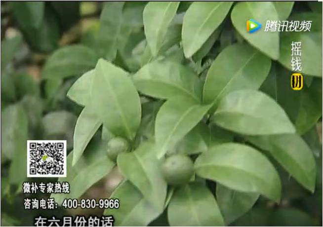 珠江臺搖錢(qián)樹(shù)：柑橘樹(shù)如何調酸保葉？