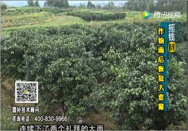 20170626珠江臺搖錢(qián)樹(shù)：果樹(shù)蔬菜長(cháng)勢弱落果？