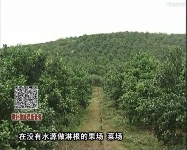20170703珠江臺搖錢(qián)樹(shù)：雨水多樹(shù)勢弱，撒施因迪樂(lè )調酸促根壯長(cháng)勢