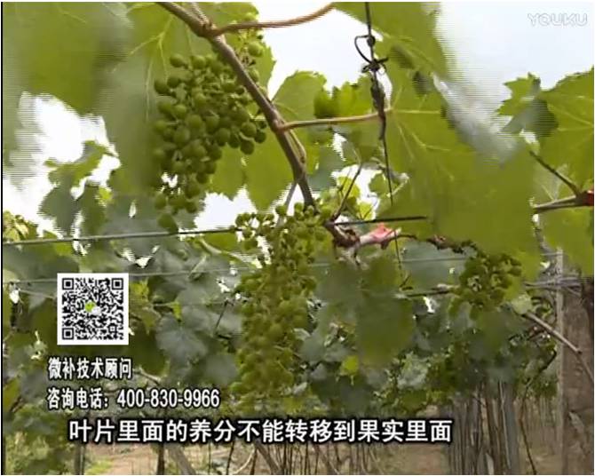 20170717珠江臺搖錢(qián)樹(shù)：果實(shí)補鈣充足，噴施螯合鈣+精華液+保葉素，品質(zhì)高、耐存儲
