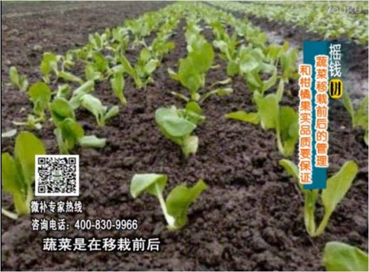 20170814珠江臺搖錢(qián)樹(shù)：蔬菜澆施微補，調酸促根，健壯長(cháng)勢