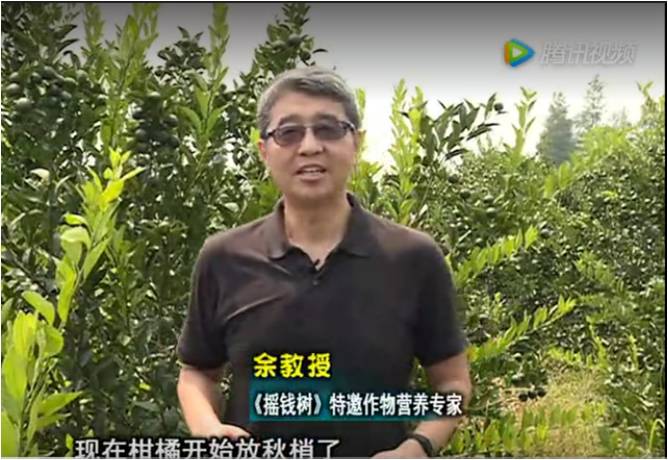 20170821珠江臺搖錢(qián)樹(shù)：柑橘如何放秋梢？