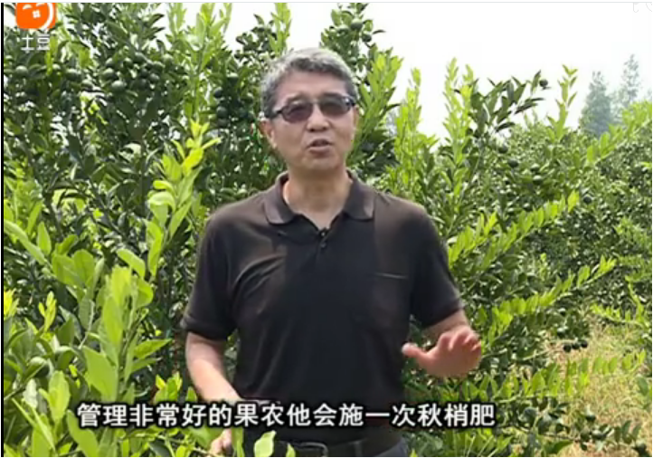 20170904珠江臺搖錢(qián)樹(shù)：柑橘用因迪樂(lè )，樹(shù)勢健壯、果品質(zhì)高