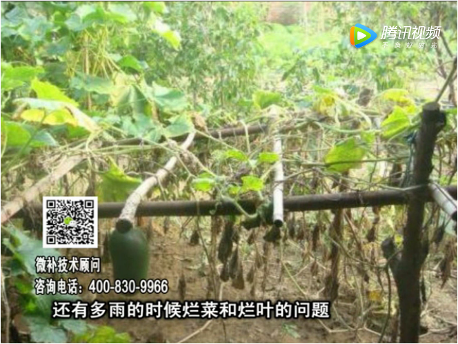 20170911珠江臺搖錢(qián)樹(shù)：蔥干尖蔬菜爛葉早衰？