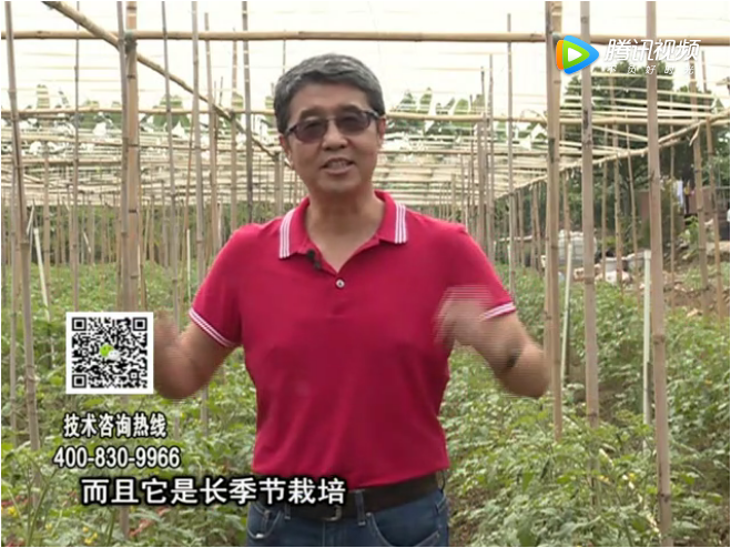 20171120珠江臺搖錢(qián)樹(shù)：番茄如何增產(chǎn)增收？