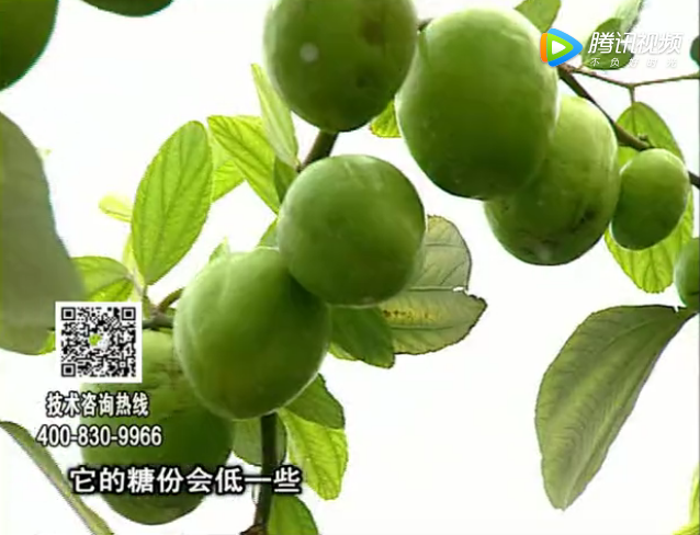 20171204珠江臺搖錢(qián)樹(shù)：青棗膨果增甜如何做？
