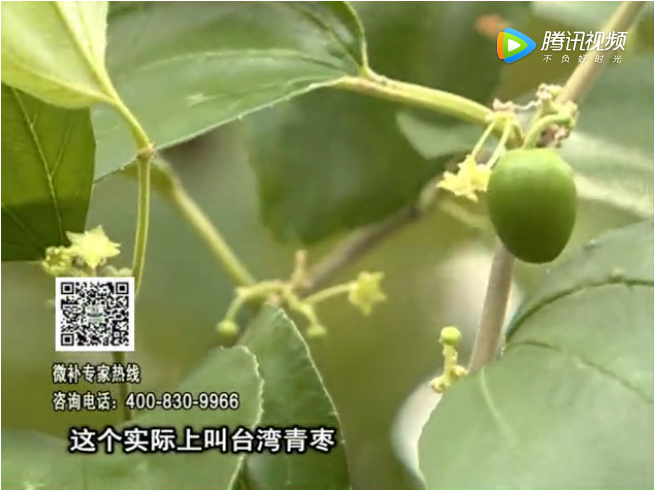 20171106珠江臺搖錢(qián)樹(shù)：青棗果大清甜如何種？