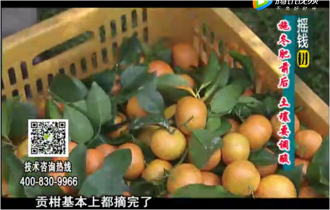 20180101珠江臺搖錢(qián)樹(shù)：柑橘土壤酸化怎么辦？