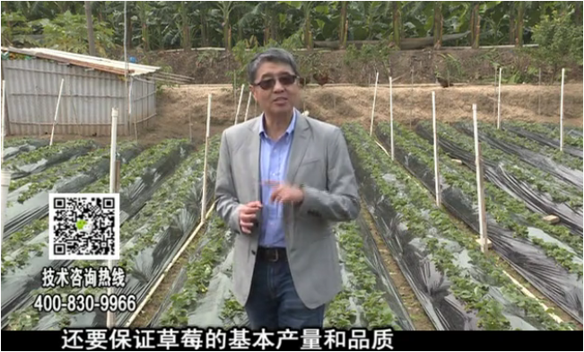20180108珠江臺搖錢(qián)樹(shù)：草莓苗弱膨果增甜如何做？