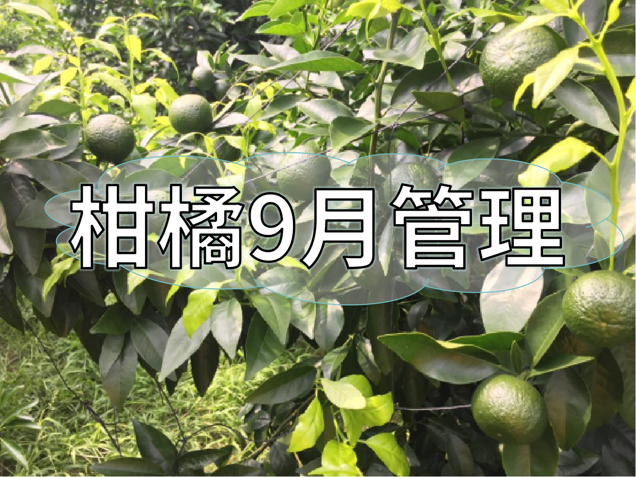 9月柑橘著色、秋梢老熟、促花、防落防裂如何平衡？