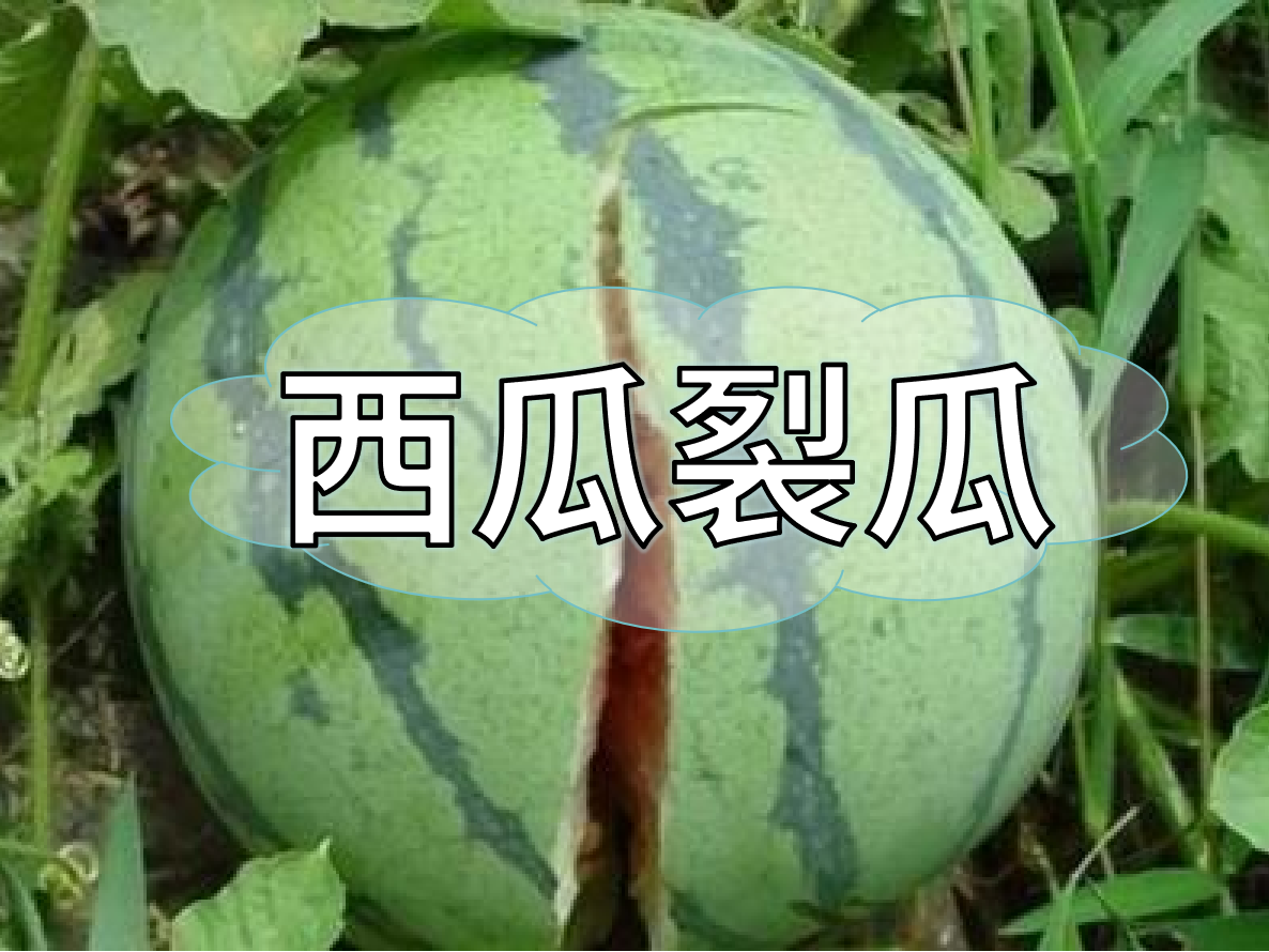 西瓜裂瓜致低產(chǎn)，這樣做，輕松解決問題！