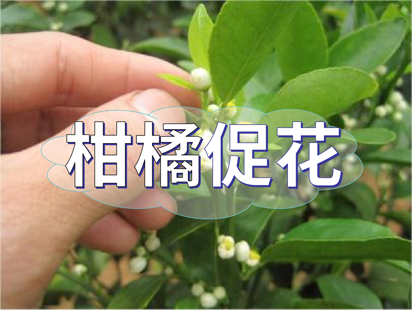 到了柑橘秋梢期，什么時(shí)候促花？