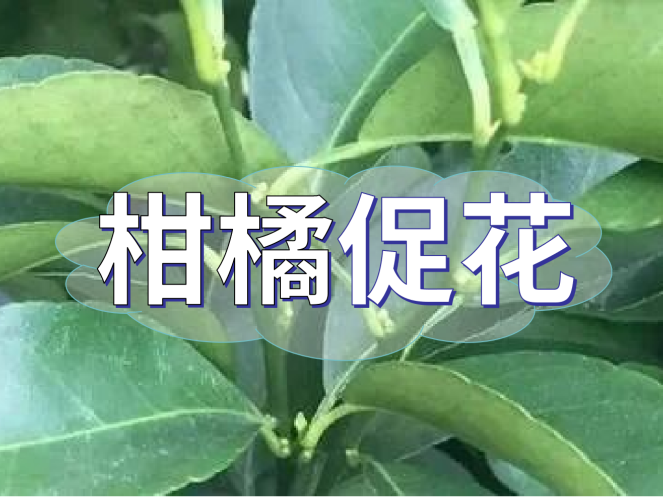 柑橘來年開花多花健壯，這個(gè)促花方案必加上