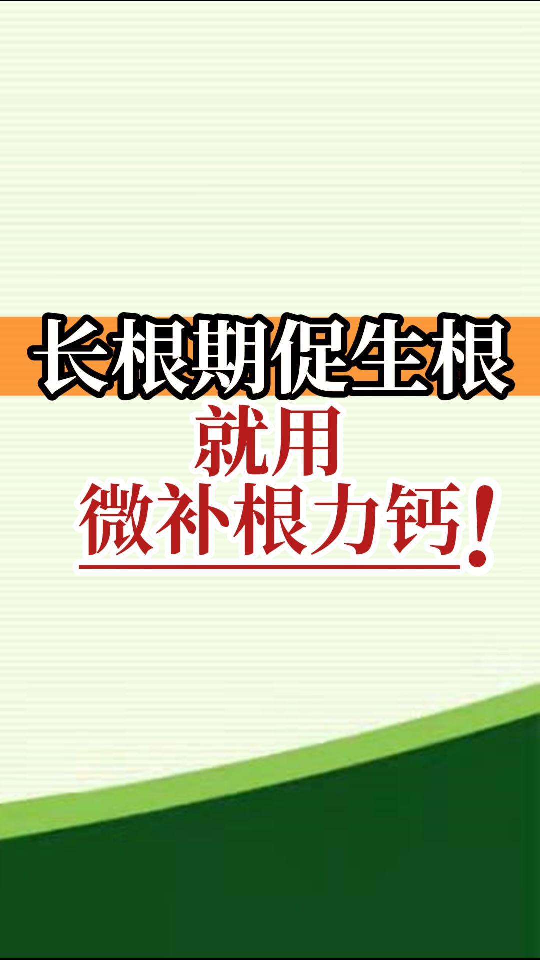 長(zhǎng)根期促生根就用微補(bǔ)根力鈣！