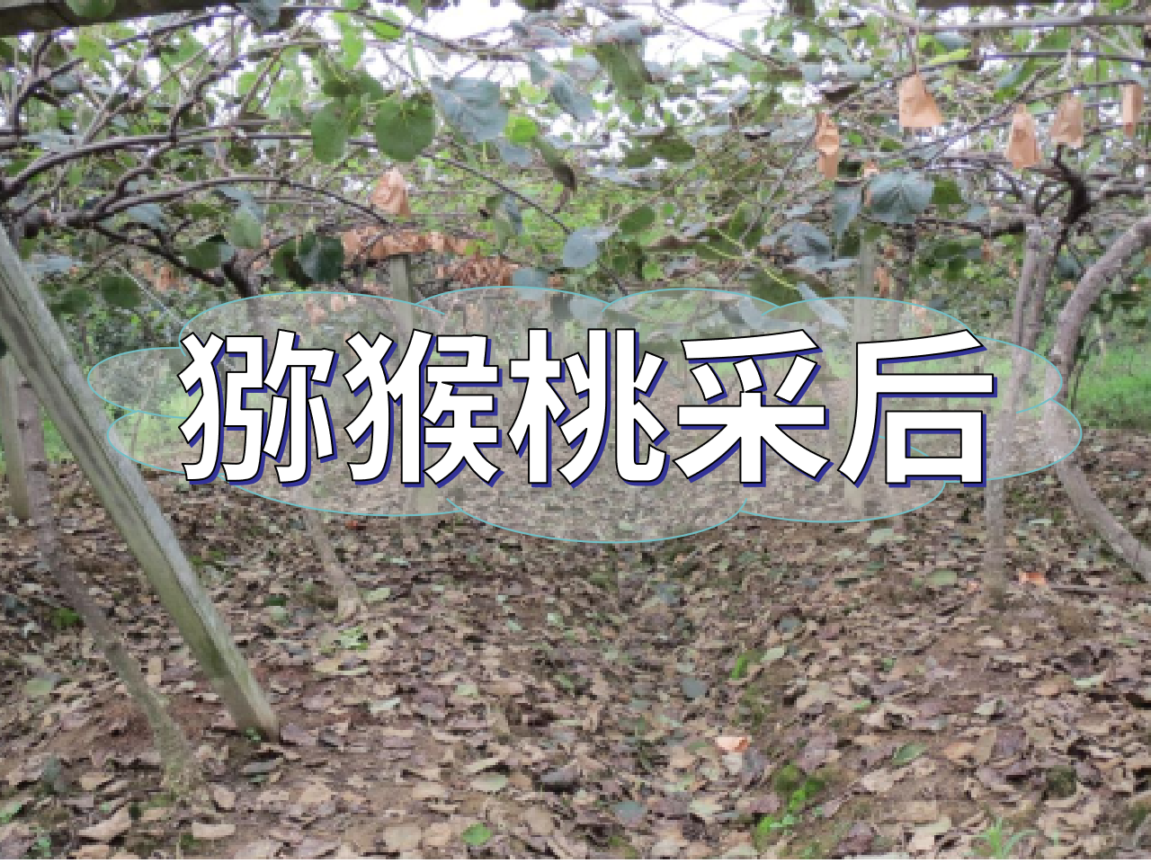 獼猴桃<i style='color:red'>采后管理</i>