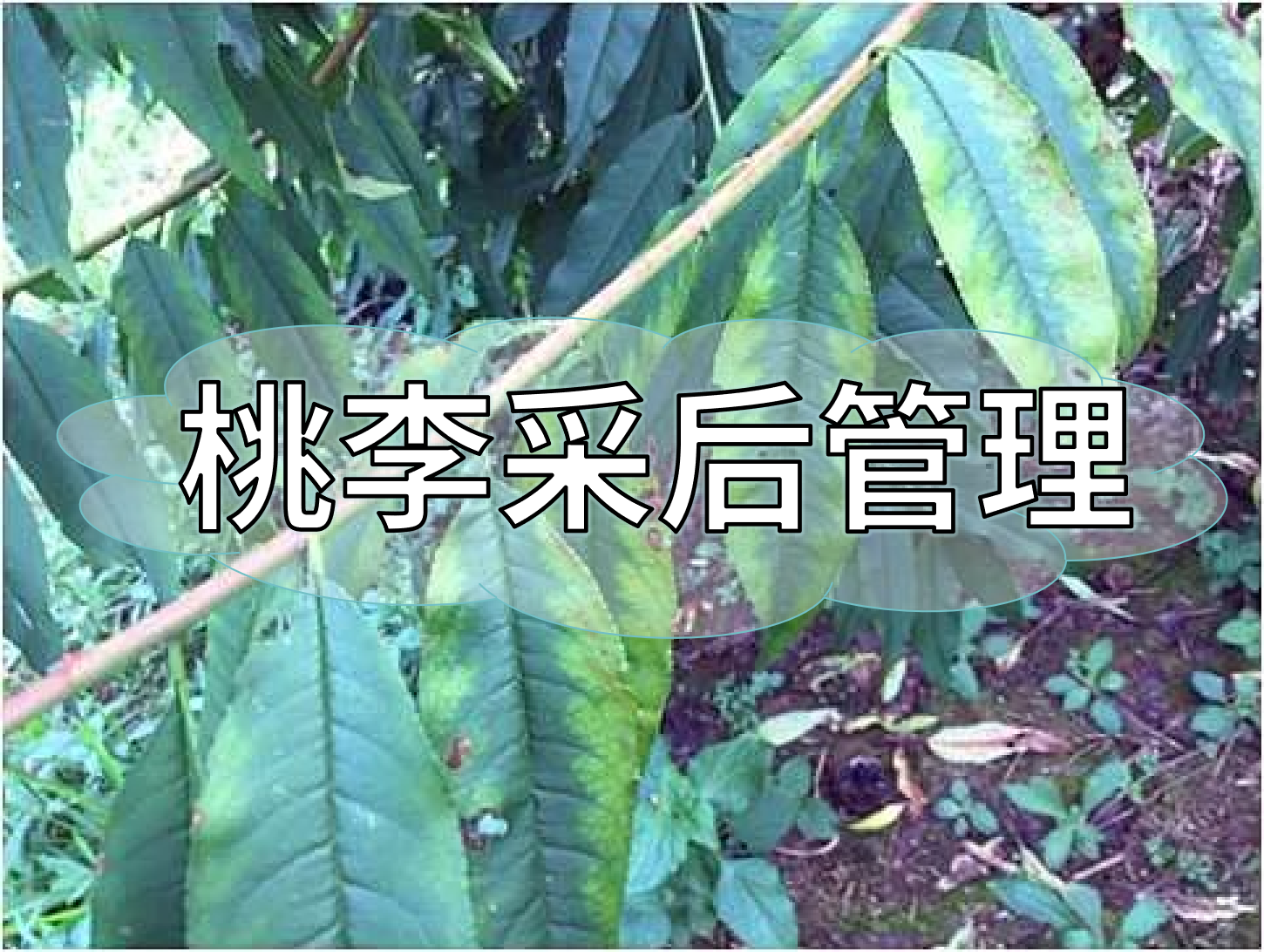 桃樹采后管理技術(shù)要點：養(yǎng)樹促花為來年豐產(chǎn)奠基