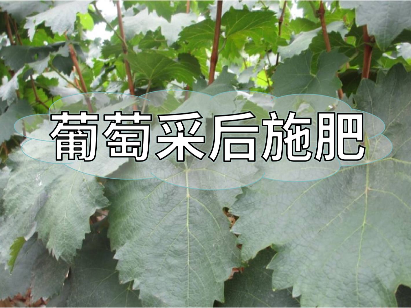 高產(chǎn)葡萄園采后如何施肥？