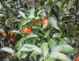 微補方案反饋|跟著農(nóng)友們管理，放優(yōu)質(zhì)秋梢并不難