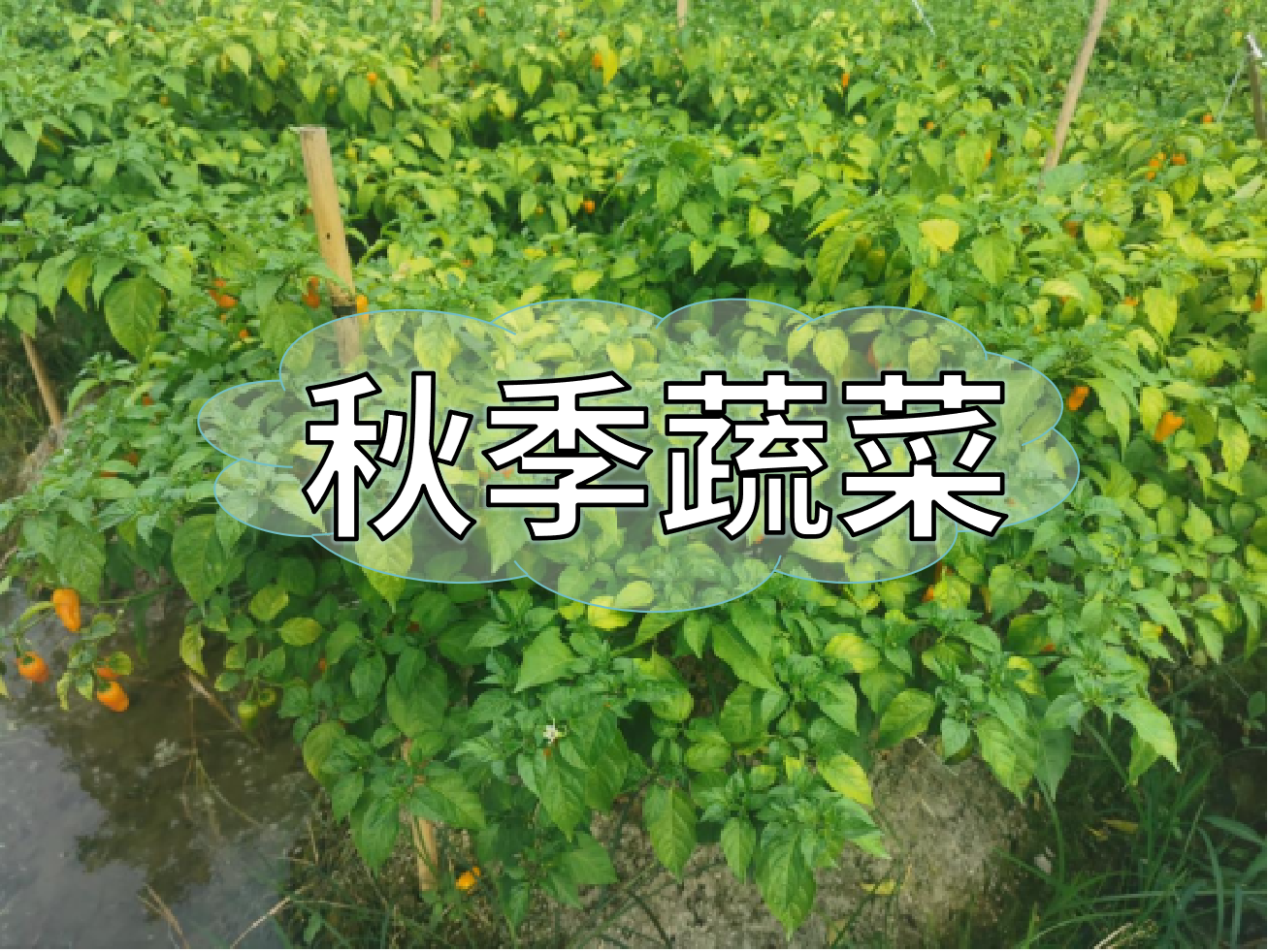 秋種蔬菜，如何提高成活率提高產(chǎn)量